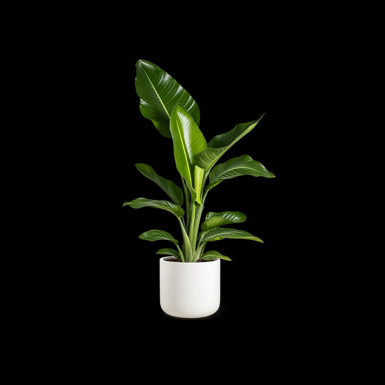 Minimalist Indoor Plant Pot